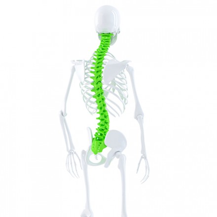 Spinal Problems and Referred Pains